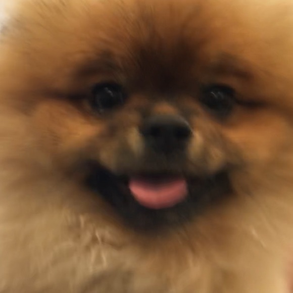 Meet your Posher, Lyns - Picture 1 of 1